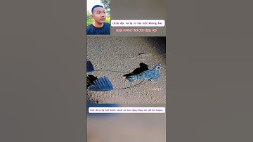 chim độc và lạ có hai lông vũ rất ấn tượng #thegioidongvat #shortvideo #shorts