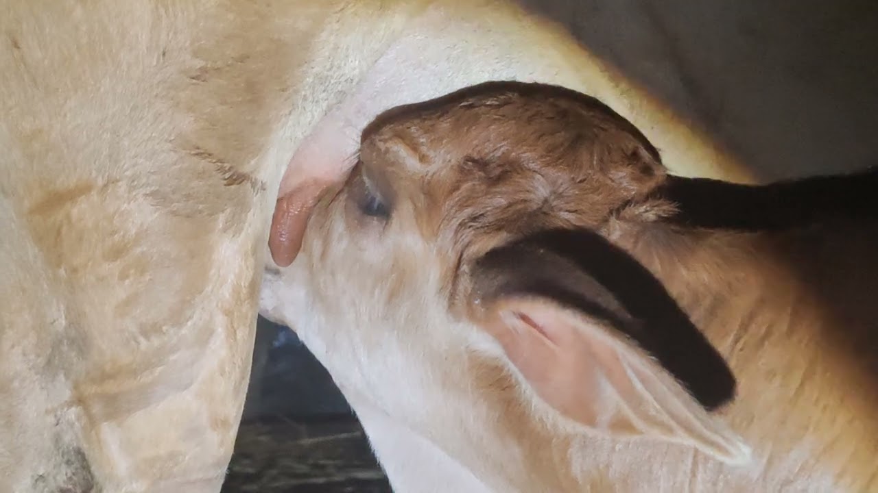 Premium Shahiwal Bull Breastfeeding his mother ❤️❤️