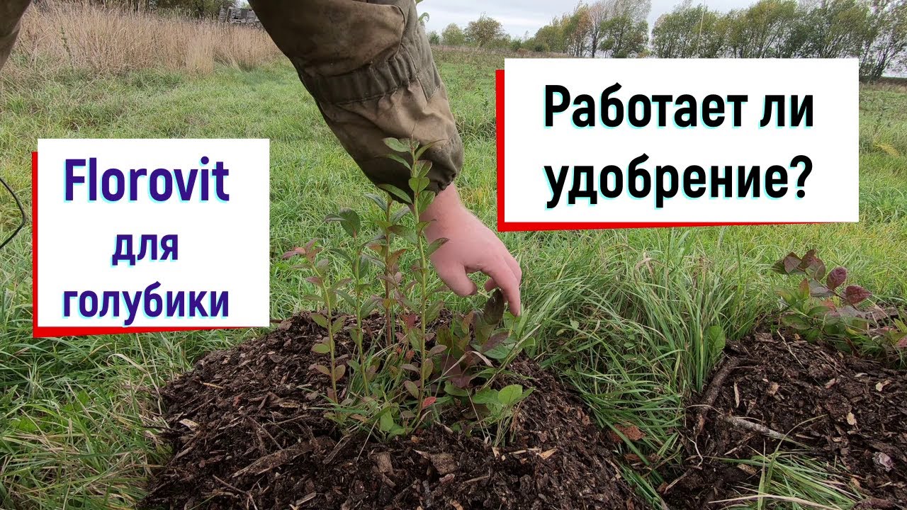 Результат удобрения голубики // Florovit для голубики