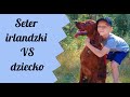 Seter Irlandzki i dzieci | #6