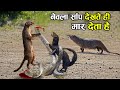 नेवला और सांप में इतनी दुश्मनी क्यों होती हैं ? why snake and mongoose are enimies ?