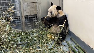GLOBALink | Giant panda Ya Ya to return to China