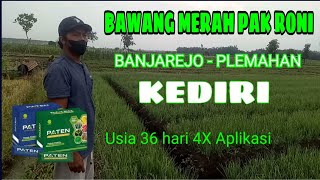 PUPUK PATEN || Bawang Merah Pak Roni Banjarejo 4x Semprot #pupukpatenjawatimur