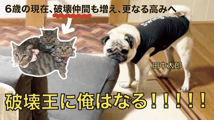 破壊王にオレはなる パート2 Youtube 破壊王にオレはなる パート2 Youtube