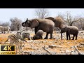 4K Wild Animals - Beautiful Relaxing, Relaxing Music With Video About African Wildlife