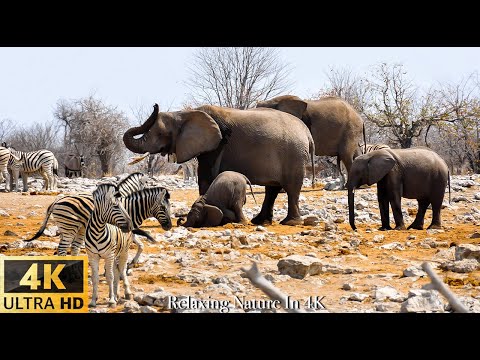 Wild Animals Beautiful Relaxing, Relaxing Music With Video About African Wildlife