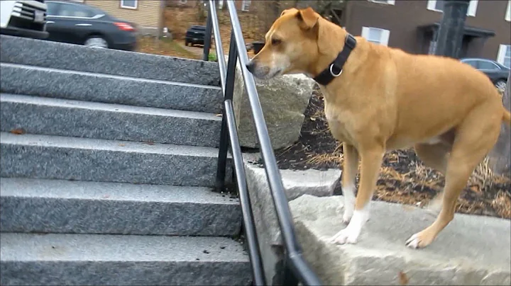Parkour Dog -- Beastie