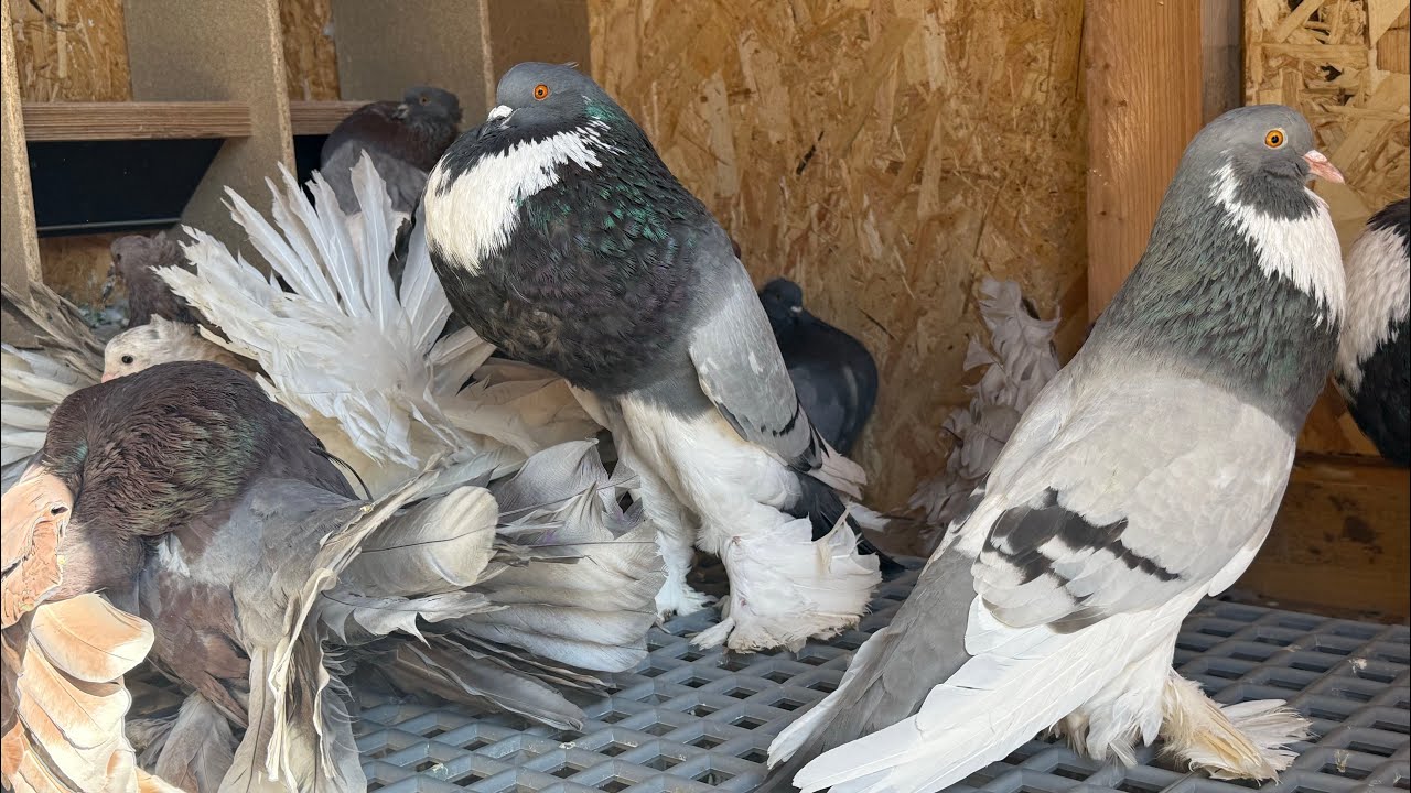 Renunț la porumbeii de ornament!