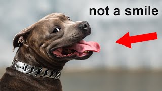 The Real Reason Dogs 'Smile' Is Scary