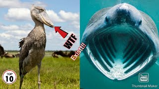 Top 10 Creatures You Wont Believe They Exist
