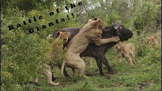 Battle of giants - Lion vs Buffalo by Neil Whyte 2,219 views 10 months ago 3 minutes, 15 seconds