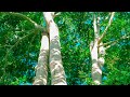 Pugu Hills Nature Forest Camping