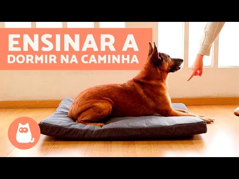 Como ensinar o cachorro dormir na caminha - Adestramento SIMPLES