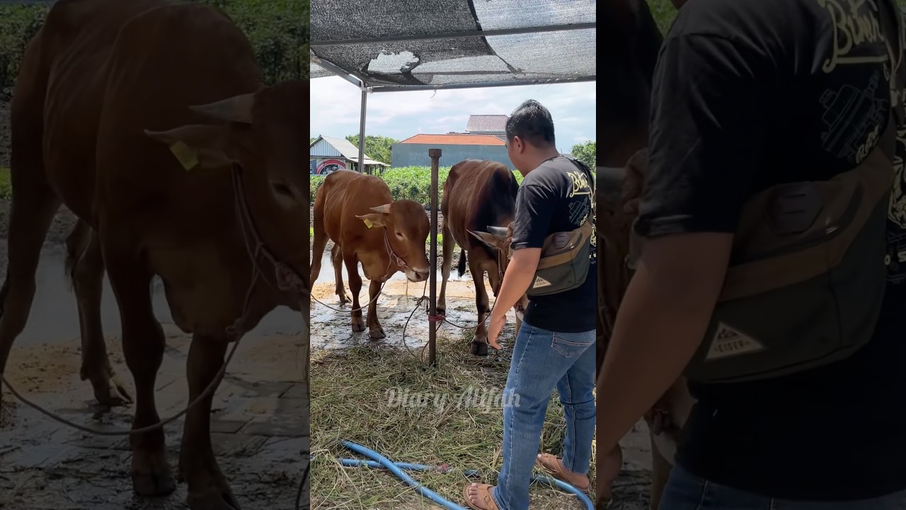 Ayah Misahin Sapi Bertengkar Ternyata Lapar‼️