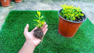 Hedge Plant को घर पर Cutting से तैयार करने का आसान तरीका || How to grow Golden duranta from cutting