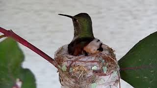 Aryana Hummingbird Has Two Eggs!