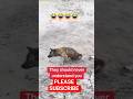 I can't even imagine this dog #fypyoutube #fypシ゚viral #fypdog #viraldogshorts