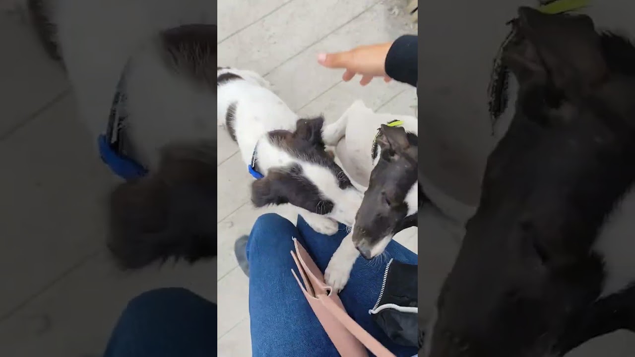 😂 FUNNIEST CAT VIDEOS OF August 2024