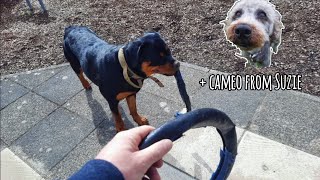 Rottweiler Puppy Vs Tire 🐾 by Pawsonal Pet Care 211 views 1 month ago 3 minutes, 46 seconds