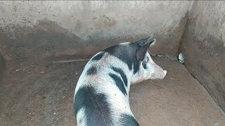 RESOLVI ABATER O PORCO EM CASA!