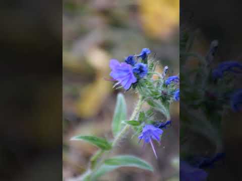 Video: Bunga Bugloss Viper - Di Mana Dan Cara Menanam Tanaman Bugloss Viper