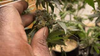 Faceded Canna | Indoor grow update | backpack boyz | day 52 flower | LemonCherryGelato x WhiteRuntz