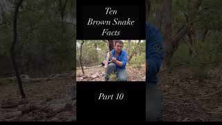 10 Things You Didn’t Know About The Eastern Brown Snake - Part 10 #easternbrownsnake #snake #reptile