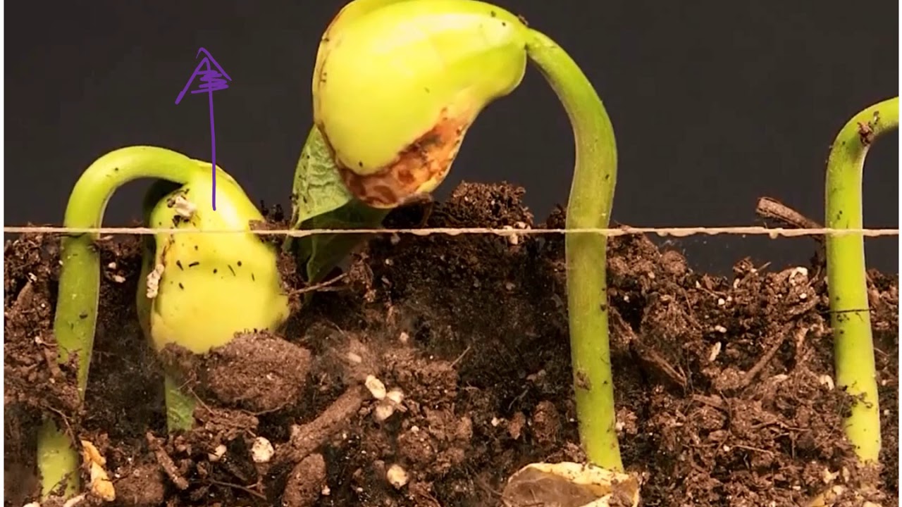 French Bean Germination Time Performance of different genotypes of