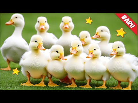 Swimming Duck, Cut Duck Goose, Real Duck Swimming in the River