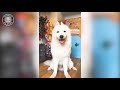 cute animals happy 2018 🔴 Funny Cats and Dogs Videos Compilation 2018 Perros y Gatos Recopilación