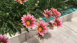 Gazania flowers slow motion iPhone 6s