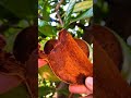 black Sapote