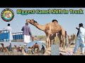 Thar camel camel  nature trending viral viralwildlife youtube thar yt