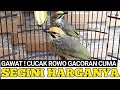 GAWAT !!! HARGA BURUNG CUCAK ROWO GACORAN JADI CUMA SEGINI DI PASAR PRAMUKA !