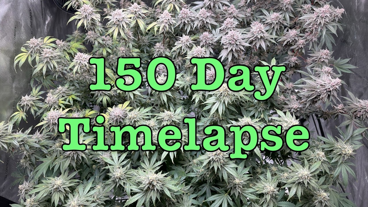 Seed to Weed - 150 Day Cannabis Timelapse