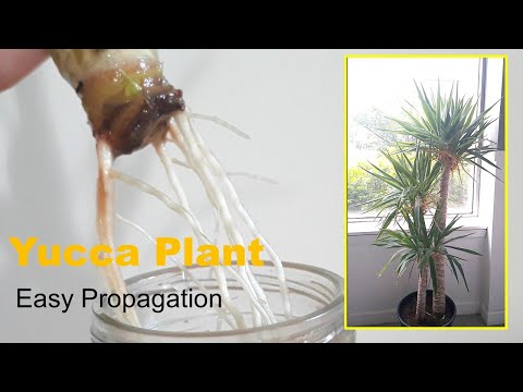 Video: Lär dig hur man förökar en yuccaväxt
