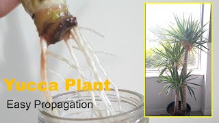 How to Easy Propagate yucca plant in water::Grow::cutting::