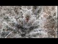 Зимний лес - Футаж / Winter forest - Footage