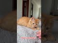 Fanta - Fighter. Guess who won 😀 #cat #catfight #orangecat #crazycat #catplay