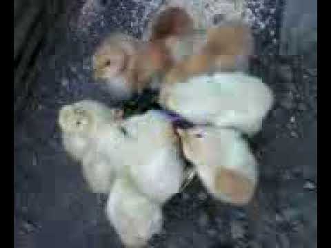 lovely little chicks- პატარა საყვარელი წიწილები
