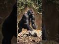 You Won’t Believe Who Wins… Gorilla vs Tiger! 🦍🔥🐅"