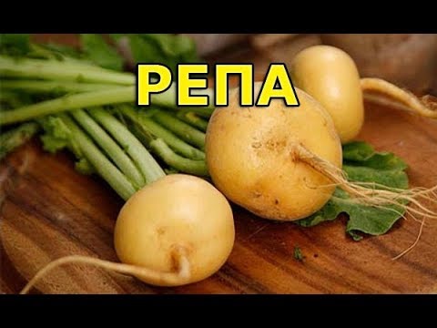 Репа. Простой рецепт из свежей репы