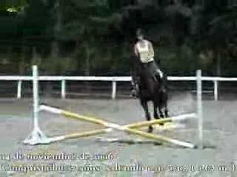 Jumper horse Erika Nieto "Conquistador" caballo de...