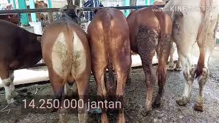 Harga Pedet Di Pasar Hewan Pelaihari Pandemi Corona Ramadhan 2020