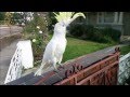 ΒΙΝΤΕΟ: Παπαγάλος τραγουδάει «Σαν πας στην Καλαμάτα»!