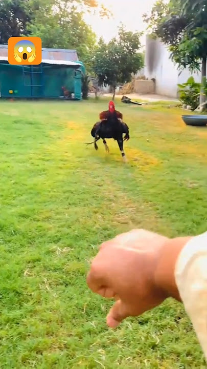 TOP  6  Beat  Aseel🤬🐔😱#shorts #murga #viral #shortsviral #youtubeshorts