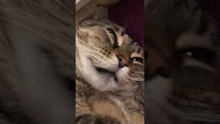 Kitty snoring with her eyes open