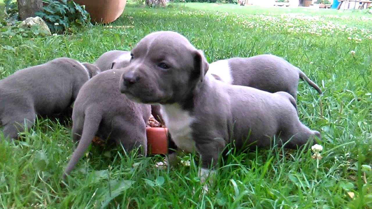 blue american staffordshire terrier puppies - YouTube