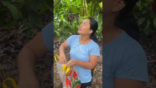 Alistando la sal para ponerle a la palma de coco
