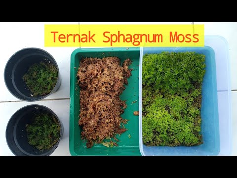 Video: Bisakah Anda menanam sphagnum moss?